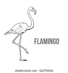 Hand drawn pink flamingo, colorful sketch style vector illustration isolated on white background. Hand drawing of pink flamingo, scientific ornithological illustration