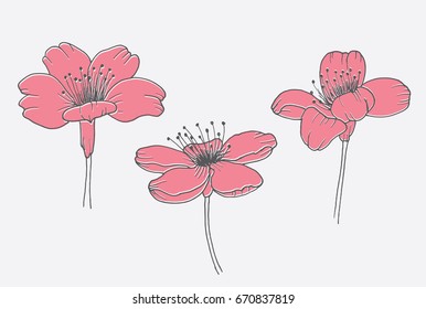 hand drawn pink flowers