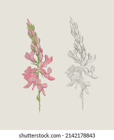 hand drawn pink flowers (line art version and colored)