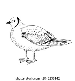 Hand drawn pink gull illustration