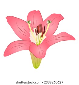 hand drawn pink lily flower isolated on white background