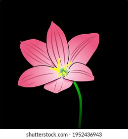 Hand drawn pink lotus flower composition.Vector lily isolated lotus on black background