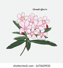 hand drawn pink oleander flower element in vector illustration 