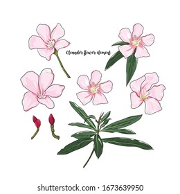 hand drawn pink oleander flower element in vector illustration 