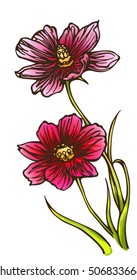 Hand drawn pink and red cosmos flowers isolated on white background. Vector illustration. Two Beautiful  flowers. 