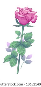 Hand drawn pink rose bud on stem with leaves isolated on white background. Beautiful flower in vintage style. 