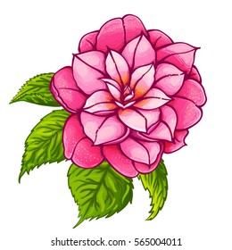 Hand drawn pink Rose Camellia Flower with green leaves isolated on white background. Vector  Botanical illustration. Beautiful exotic flower. 