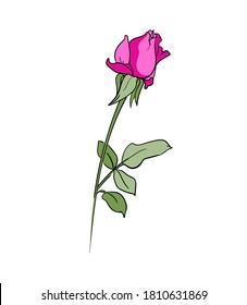 Rosa rosa rosa dibujado a mano aislado en fondo blanco bello ilustración de vector de flores 