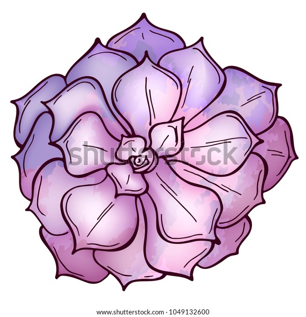 Hand Drawn Pink Succulent Isolated On Stock Vector Royalty Free