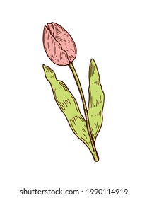 Hand drawn pink tulip. Vector illustration