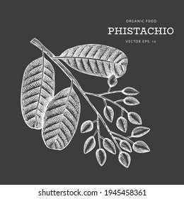 Rama de pistachos y granos dibujados a mano. Ilustración vectorial de alimentos orgánicos en pizarra de tiza. Ilustración de tuerca retro. Imagen botánica de estilo grabado.