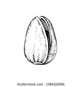 Hand drawn pistachio nut in a shell isolated on white background. Vector illustration