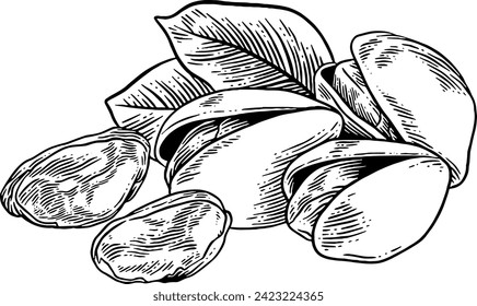 Ilustración de dibujo a mano de nueces de Pistachio