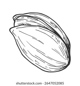 Hand drawn Pistachio Nuts Sketch Illustration