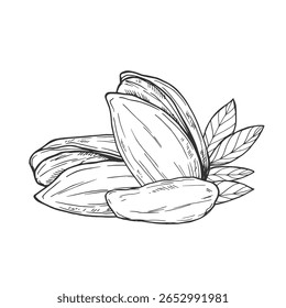 Dibujado a mano Nueces de pistacho Ilustración de boceto
