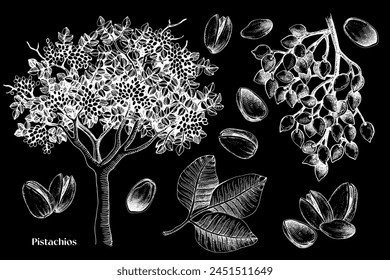 Conjunto de Vector de nueces de pistacho dibujadas a mano