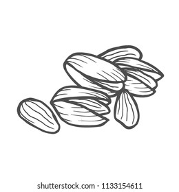 Hand drawn pistachios set. Open and fried fresh organic food. Singles and group. Nuts vector illustrations isolated on white background.