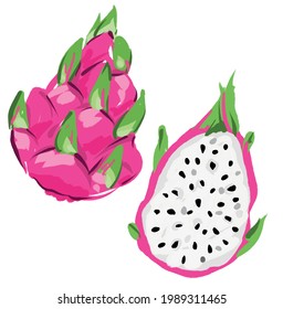 Hand drawn Pitaya Fruit Vector, Dragon Fruit set isolated on a white background