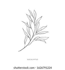 Hand drawn plant branches. Greenery design elements. Botanical  logo of eucalyptus.