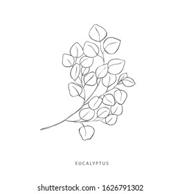 Hand drawn plant branches. Greenery design elements. Botanical  logo of eucalyptus.