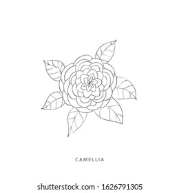 Hand drawn plant branches. Greenery design elements. Botanical  logo of camellia.