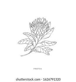 Hand drawn plant branches. Greenery design elements. Botanical  logo of protea.