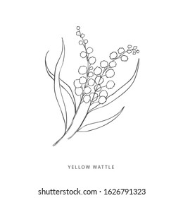 Hand Drawn Plant Branches. Greenery Design Elements. Botanical  Logo Of Yellow Wattle.