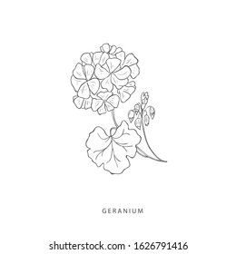 Hand drawn plant branches. Greenery design elements. Botanical  logo of geranium.