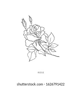 Hand drawn plant branches. Greenery design elements. Botanical  logo of rose.