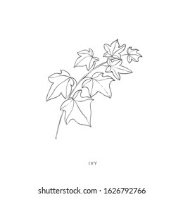 Hand drawn plant branches. Greenery design elements. Botanical  logos.