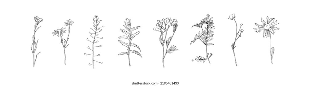 Colección de plantas dibujadas a mano. Conjunto de líneas florales. Plantas negras esbozan el vector sobre fondo blanco. Elementos de impresión decorativos de flores silvestres de hierba.