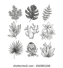 Handgezeichnete Pflanzen- und Blumensammlung. Vintage graviert Blumenset. Mimosa, Monstera, Farn, Kakteen, Echovéa, Protea. Vektorgrafik