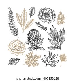 Hand drawn plant and flower collection. Vintage engraved flower set. Vector illustration