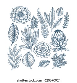 Hand drawn plant and flower collection. Vintage engraved flower set. Vector illustration