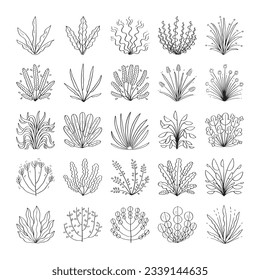 hand drawn plant illustration isolated on white background.