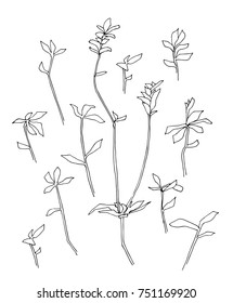 Hand drawn plant. Set of branches with leaves. Sketch style vector illustration of a weed field herbs. Black image on white background.