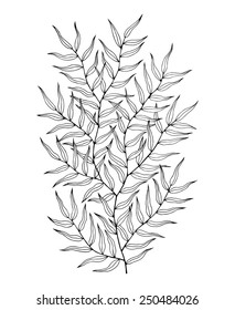 Hand drawn plant. Vector illustration.