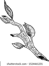 Hand Drawn Plant Vector Ink 