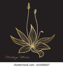 Hand drawn Plantago media (hoary plantain), vector sketch, ink drawing imitation