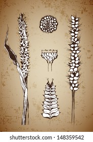 hand drawn plants