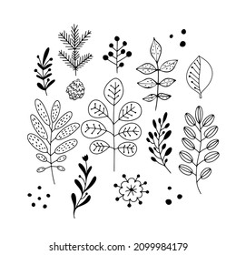 Hand drawn plants, flowers, branches and leaves in line art style, isolated vector illustration