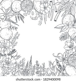 Hand drawn plants and flowers for perfumery. Vector background. 