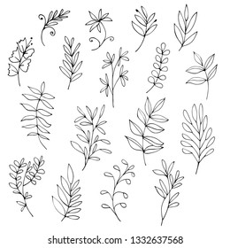 Hand drawn plants and herbs in black and  white. Botanical illustration. Decorative design elements. Vector image.