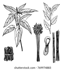 Hand drawn plants. Jute fibers. Black and white line illustration of jute.