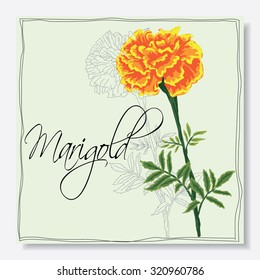 Hand drawn plants, Marigold flower and leafs for design. Vector background for invitation, wedding and greeting cards.