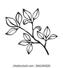 Hand Drawn Plants Outline. Floral And Leave Element. Line Art Style Isolated On White Background.