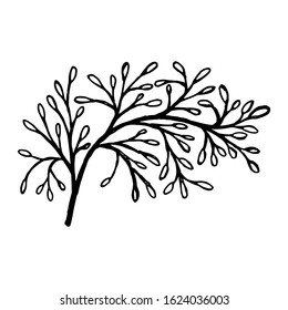 Hand drawn plants and tree branches with leaves. Vector floral silhouettes. Graphic design elements. Black and white botanical illustration.