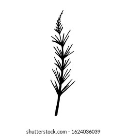 Hand drawn plants and tree branches with leaves. Vector floral silhouettes. Graphic design elements. Black and white botanical illustration.