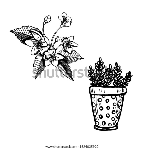 Hand drawn plants and tree branches with\
leaves. Vector floral silhouettes. Graphic design elements. Black\
and white botanical\
illustration.