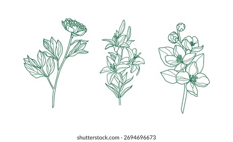 Vector de plantas dibujado a mano sobre fondo blanco